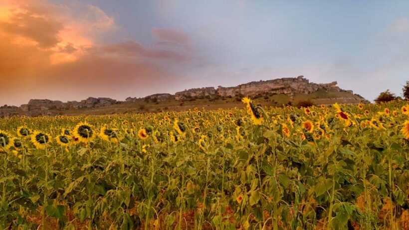 fsmlrph_girasoles