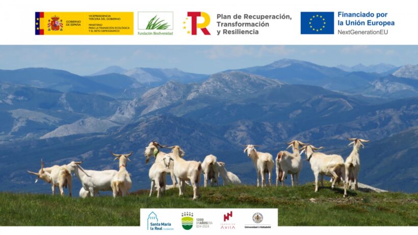 fundacion-paisaje-reactivabrannosera-cabras