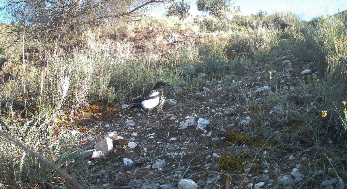 Urraca
